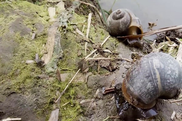 Thuốc Diệt Ốc Bươu Vàng Nào Hiệu Quả