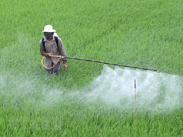 Thuốc trừ cỏ chọn lọc sở hữu những ưu điểm nổi bật