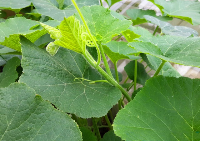 Trồng Bí Đỏ Lấy Ngọn Đúng Quy Trình Kỹ Thuật