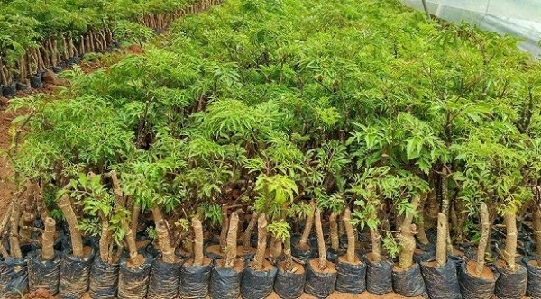 Trồng Đinh Lăng Làm Giàu Cần Áp Dụng Đúng Kỹ Thuật