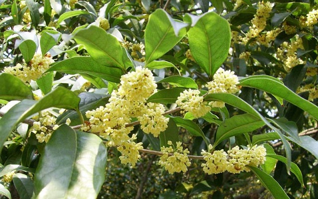 Cây hoa mộc đem lại giá trị kinh tế cao