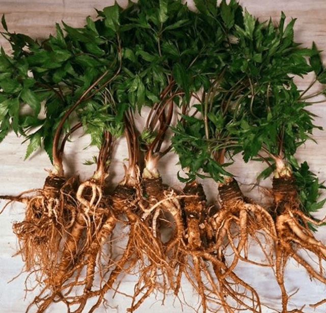 Trồng Cây Gì Lợi Nhuận Cao Nhất Hiện Nay