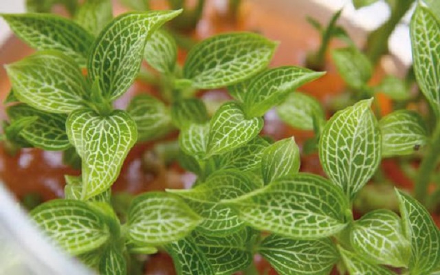 Trồng cây hương liệu đem lại lợi nhuận cao