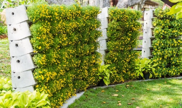 Các loại hoa được gia chủ ưu tiên trồng để làm hàng rào