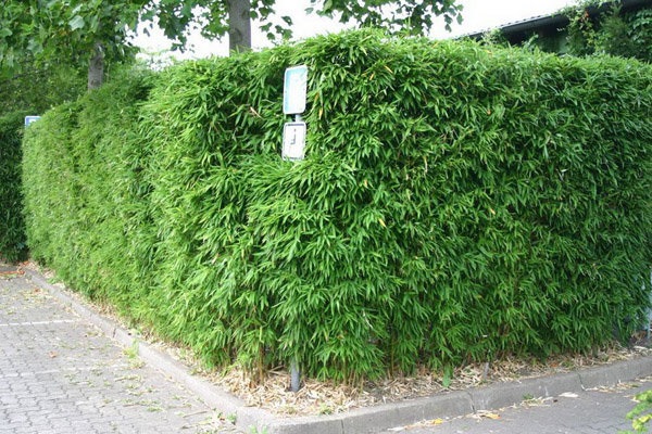 Trồng cây làm hàng rào chống trộm vừa đẹp vừa tiết kiệm chi phí