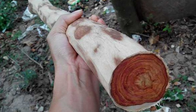 Trồng Cây Lấy Gỗ Quý Từ Những Loại Cây Nào Giá Trị Cao Nhất?