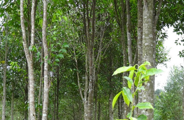 Gỗ trầm hương mang đến thu nhập lớn cho người trồng