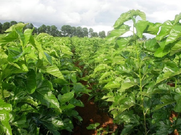 Chia Sẻ Kỹ Thuật Trồng Dâu Nuôi Tằm Đạt Năng Suất Cao