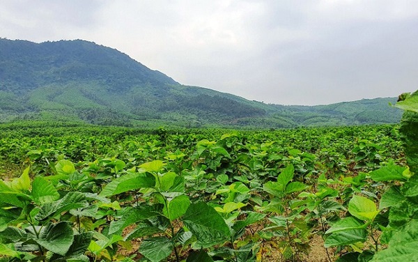 Đất trồng cây dâu cần đảm bảo khả năng thoát nước tốt