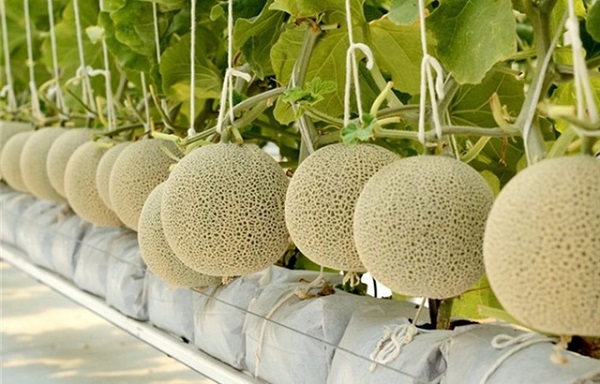 Trồng Dưa Lưới Công Nghệ Cao Có Những Điểm Gì Đáng Chú Ý