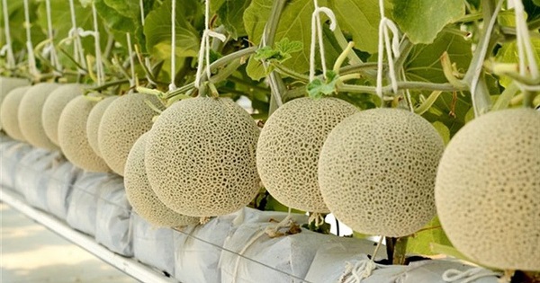 Tìm Hiểu Kỹ Thuật Trồng Dưa Lưới Ở Miền Bắc