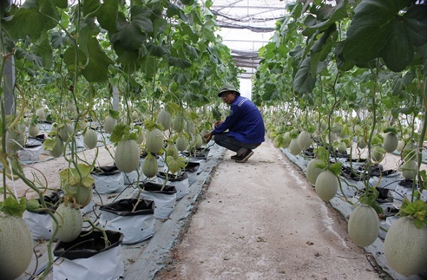 Khi dưa lưới còn là cây con, nó cần nhận được nguồn nước cần thiết để sinh trưởng và phát triển