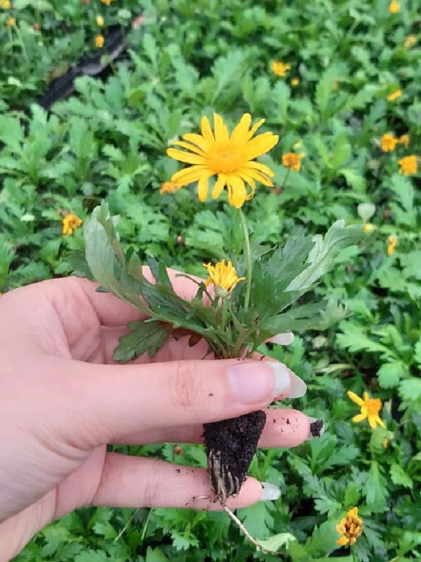Trồng Hoa Cúc Vàng Cây Khoẻ Mạnh - Ra Hoa Đúng Tết