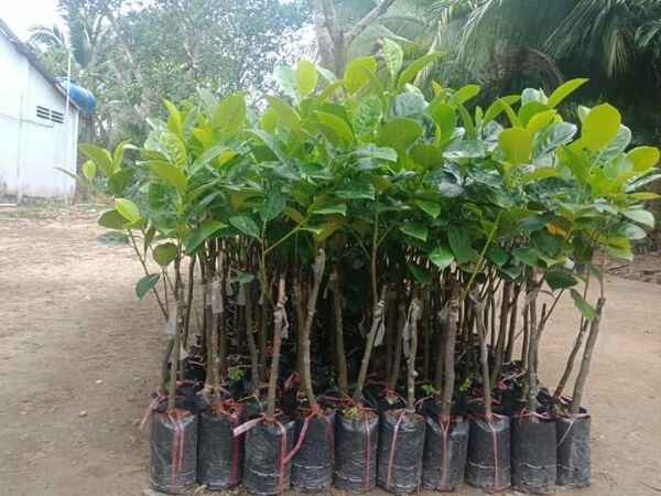 Cây con khi có từ 3 - 4 lá thật thì có thể trồng từ bầu đất ra ngoài