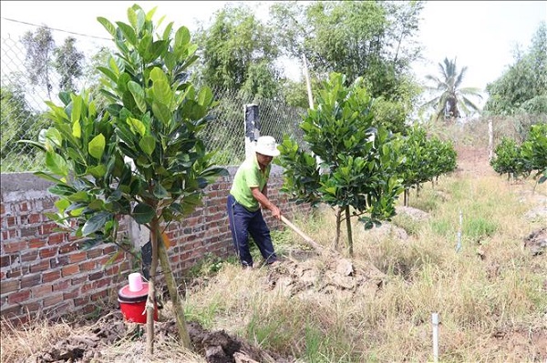 Cây mít non cần được chăm sóc kỹ lưỡng để có thể sinh trưởng cách tốt nhất