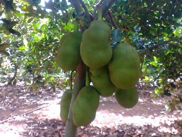 Trồng Mít Bằng Hạt Dơn Giản - Cho Nhiều Trái