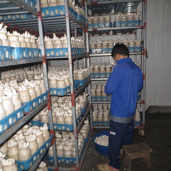 Nguyên liệu trước khi trồng nấm đùi gà cần được chuẩn bị kỹ lưỡng