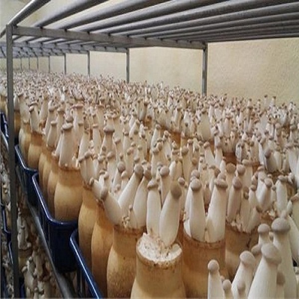 Trồng Nấm Đùi Gà Cần Đảm Bảo Những Gì?