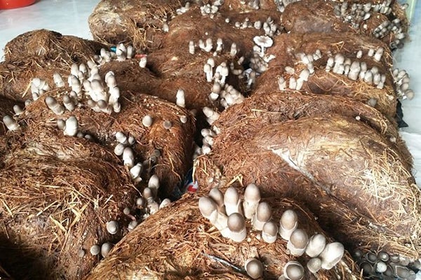 Nấm rơm luôn có giá trị kinh tế cao trên thị trường