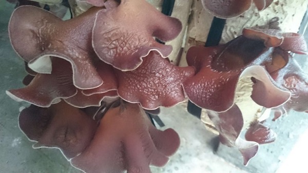 Nấm tai mèo được sử dụng phổ biến trên thị trường nên có đầu ra ổn định