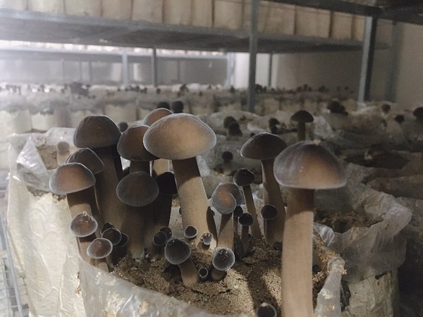 Trồng Nấm Gì Hiệu Quả Kinh Tế Cao - Dễ Chăm Sóc