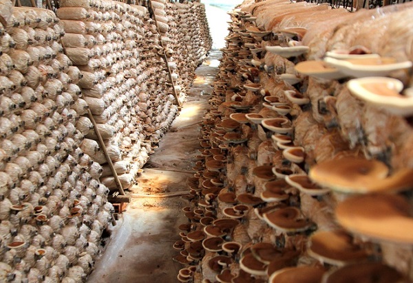 Nấm linh chi có tác dụng chữa bệnh nên hiệu quả kinh tế mang đến cho người trồng tương đối cao