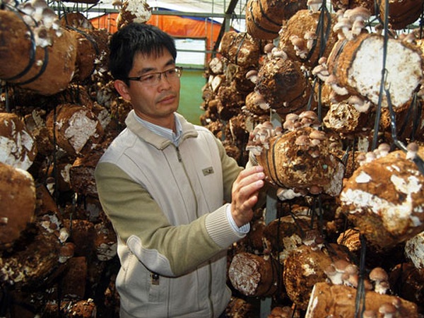 Nấm đông cô chính là một trong những loại nấm mang đến giá trị dinh dưỡng cao