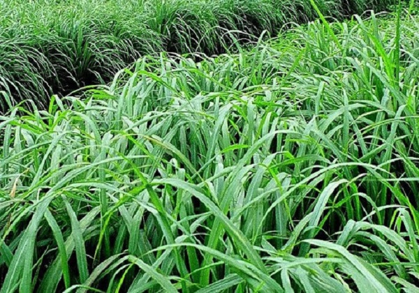 Trồng Sả Xuất Khẩu Đúng Kỹ Thuật Cho Năng Suất Cao