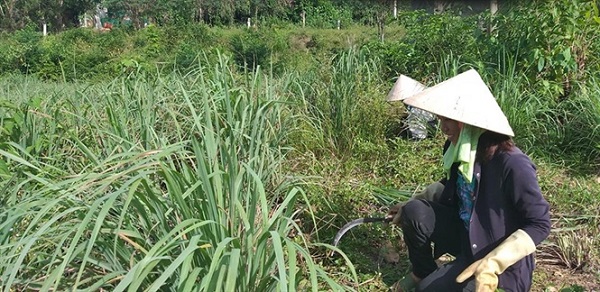 Để tập trung nguồn dinh dưỡng cho cây sả bà con chú ý nhổ cỏ thường xuyên