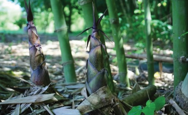 Trồng Tre Lấy Măng Không Yêu Cầu Cao Về Kỹ Thuật