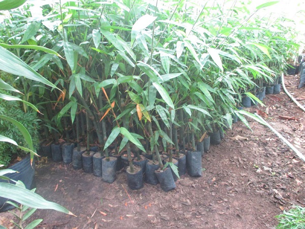 Đất trồng tre phải đảm bảo cao ráo, thoát nước tốt