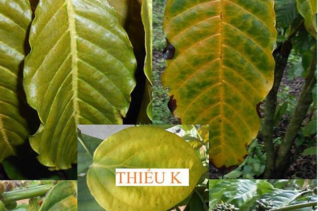 Tham Khảo Qua Vai Trò Của Kali Đối Với Cây Trồng