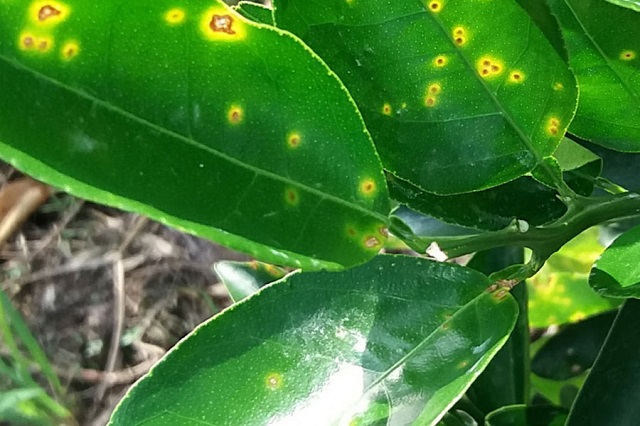 Cây bị thừa phân Kali dễ dẫn đến tình trạng teo rễ