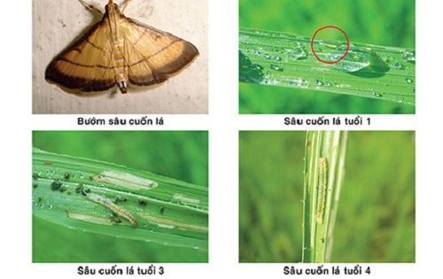 Vòng đời của sâu cuốn lá nhỏ chỉ từ 25 - 28 ngày