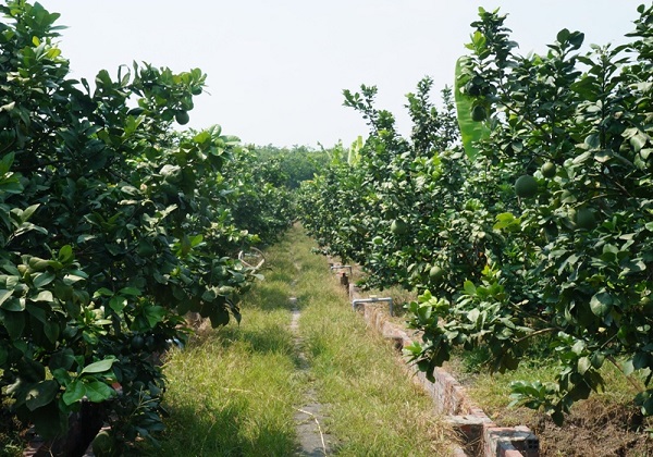 Hướng Dẫn Chăm Sóc Vườn Bưởi Da Xanh Mới Trồng