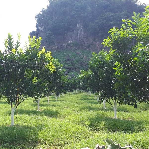 Bà con cần thường xuyên kiểm tra vườn để kịp thời phát hiện sâu bệnh ở cây và xử lý