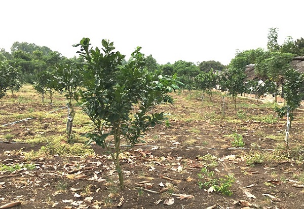 Thời điểm thích hợp nhất để trồng bưởi da xanh là từ tháng 0 - 12 dương lịch