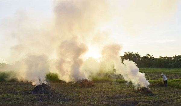 Đốt rơm rạ đồng thời làm chết côn trùng, thiên địch có ích cho đồng ruộng