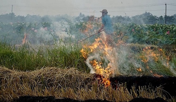 Xử Lý Rơm Rạ Sau Thu Hoạch Thế Nào Tốt Nhất?