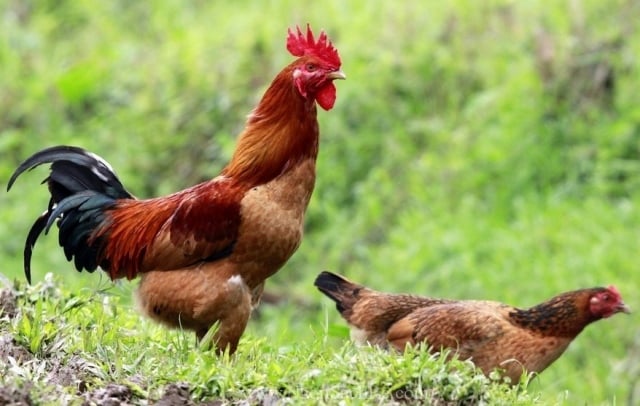 chi phí nuôi 100 con gà