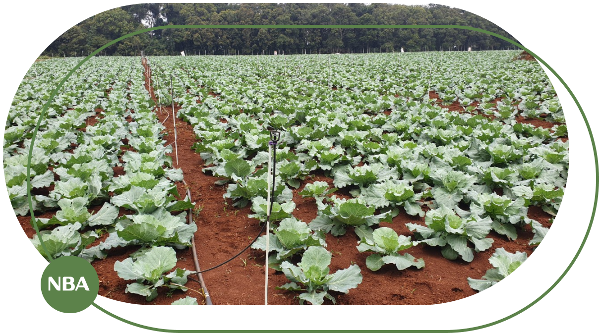 Ky thuat tuoi rau tu dong Phun mua