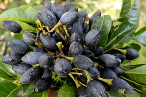 Các Loại Cây Trồng Kinh Tế Cao Được Canh Tác Nhiều Hiện Nay