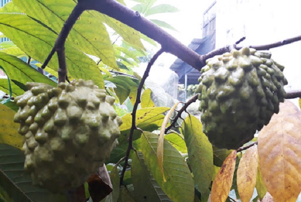 Na dai Đài Loan có hình dáng độc đáo bên ngoài và hương vị thơm ngon nên rất được ưa chuộng