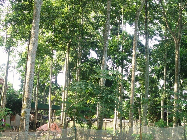 Giổi là một trong những loại cây cho gỗ tốt