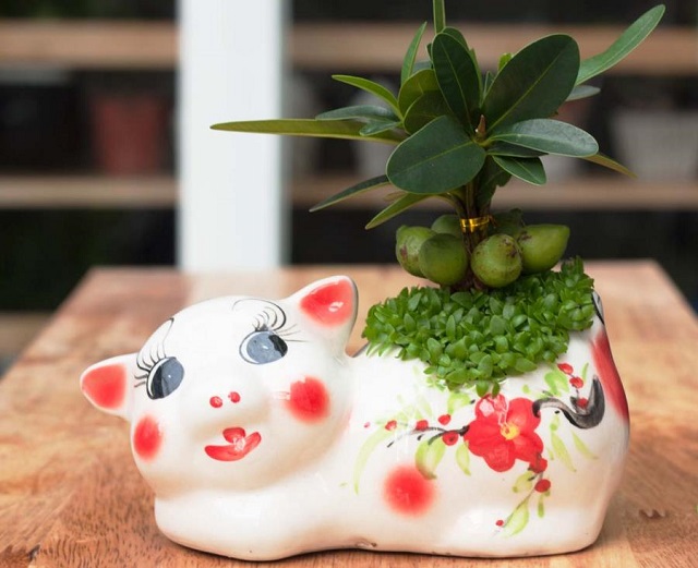 Cây may mắn trồng trong chậu nhỏ nhận được sự yêu thích của nhiều đối tượng
