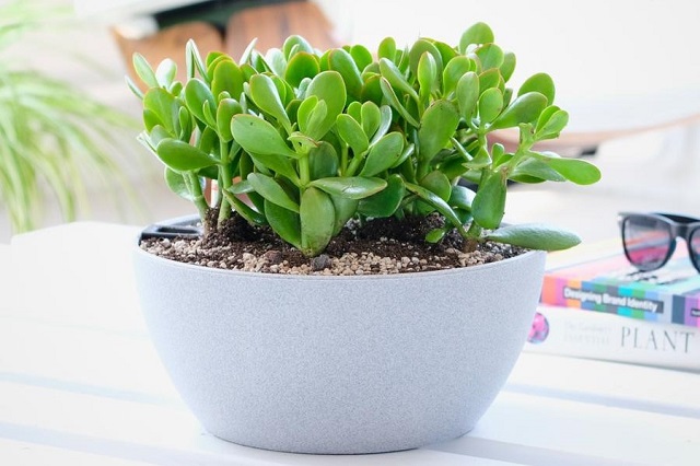 Các Loại Cây Trồng Trong Chậu Nhỏ Trang Trí Nội Thất