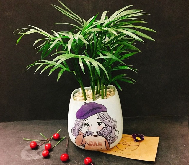 Cau tiểu trâm trồng trong chậu cảnh nhỏ mang vẻ đẹp xinh xắn