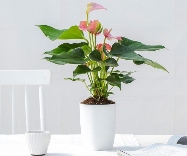 Cây hồng môn trồng chậu tiểu cảnh luôn mang nét đẹp độc đáo