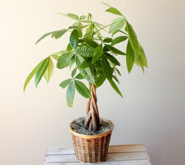 Cây kim ngân xoắn gốc tượng trưng cho khả năng gìn giữ và quản lý tài sản chặt chẽ