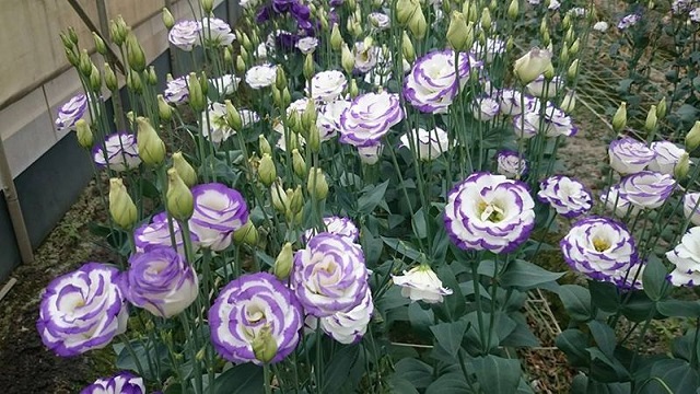 Hoa cát tường sinh trưởng nhanh, dễ chăm sóc và ra nhiều hoa vào đúng dịp tết  